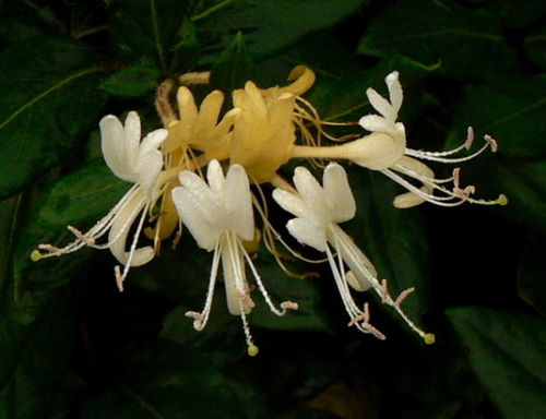 Honeysuckle Liquid Extract - Lonicera Splendida Grade: Cosmetic