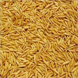 Paddy Grains - Organic, Natural Size, Brown Color | High Purity, Handpicked from Natural Plantations, Hygienically Processed