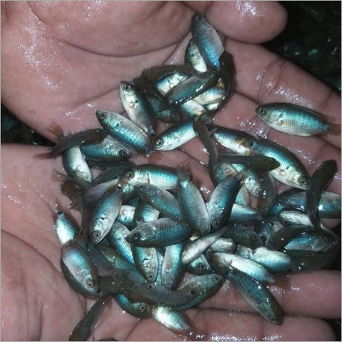Vietnam Koi Fish Seeds - 1-2 Inch Size Natural Color | Highly Digestible for Fish Farming Hygienically Processed in Clean Environment