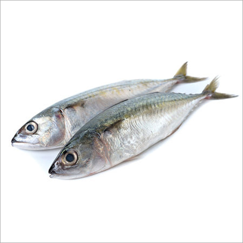 Bangda Fish