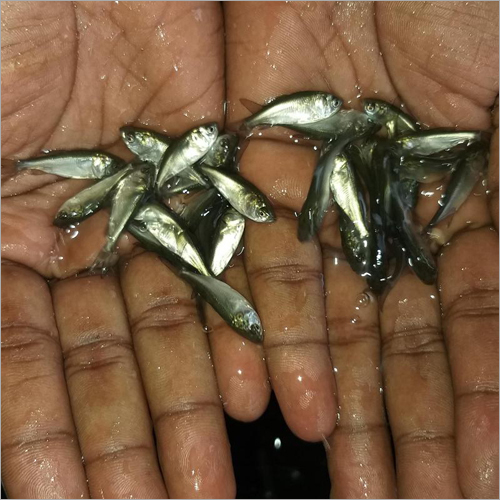 Bighad Fish Seed