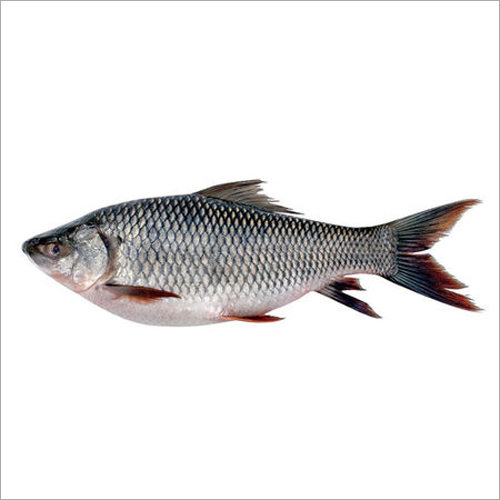Catla Fish - Natural Fish Seed, 1-2 Inch Size for Fish Farming | Ideal for Curry Preparation, Optimal Water Temperature 28-30Â°C