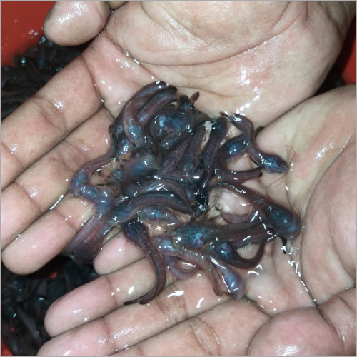 Desi Magur Fish Seed - HDPE Polythene Bag, 1-1.15 Inch Size , Ideal for Fish Farming at 28-30Â°C Water Temperature, Natural Color