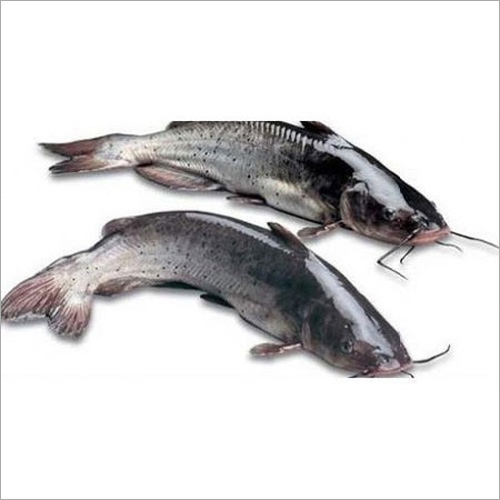 Aquarium Fish