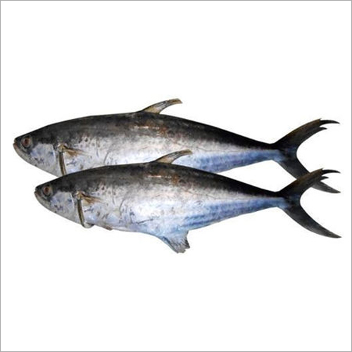Fresh Surmai Fish