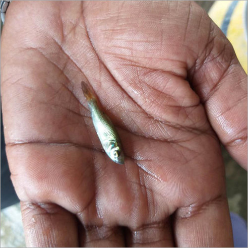 Katla Fish Seed