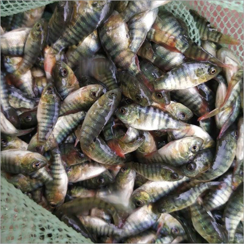 Misti Talapiya Fish Seed