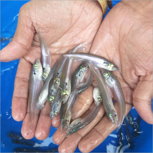 Pabda Fish Seed