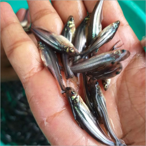 Pangus Fish Seed