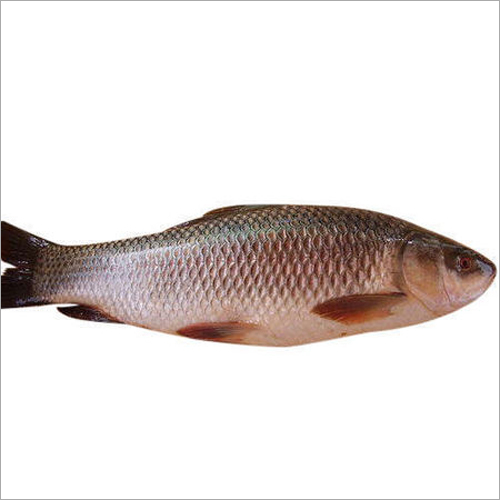 Natural Rohu Fish
