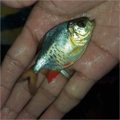 Rupchada Fish Seed - Natural Color, 1-1.15 Inch Size , Optimal for Fish Farming in Water Temperature of 28-30 Degree Celsius