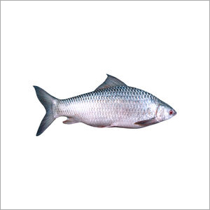 Rupchanda Fish
