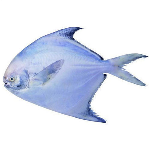 Silver Pomfret Fish