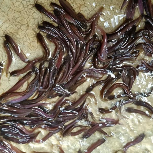 Fish Seed