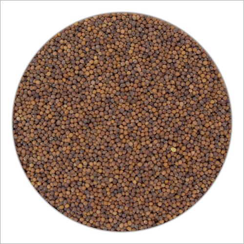 Broccoli Seeds