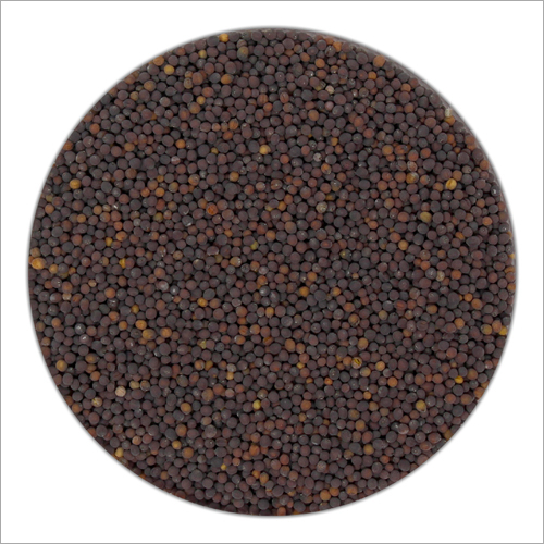 Cabbage Seeds