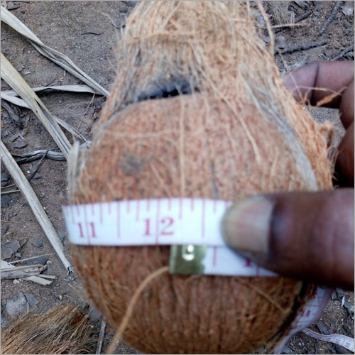 Natural Semi Husked Coconut - Whole Semi-Husked Organic | Brown Color Rich in Naturally Occurring Minerals Ideal for Cooking and Garnishing