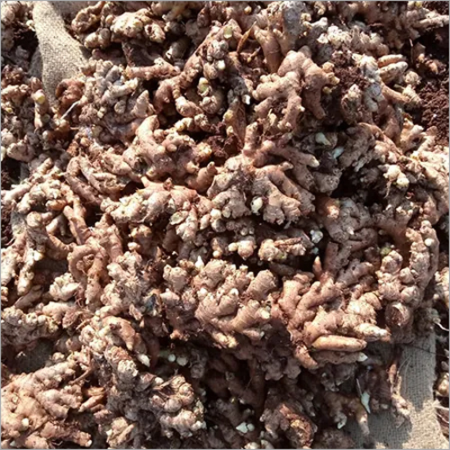 Ginger Seed