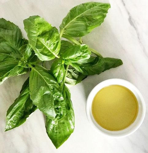 Basil Oil - Ocimum Basilicum Raw Material: Leaves