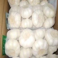 Fresh White Garlic