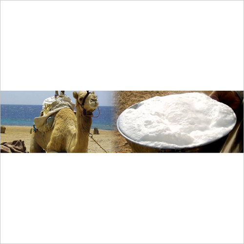 Camel Milk Powder