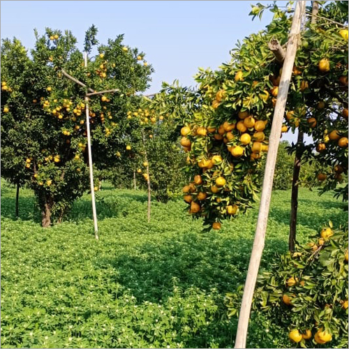 Natural Orange - Round Shape, Organic Cultivation, Fresh Variety, Whole Fruit, Natural Size | Sourced from India, Juicy and Refreshing Taste