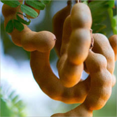 Fresh Tamarind
