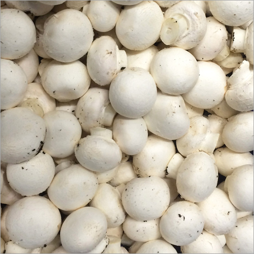 Button Mushroom