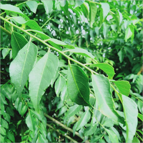 Fresh Curry Leaves