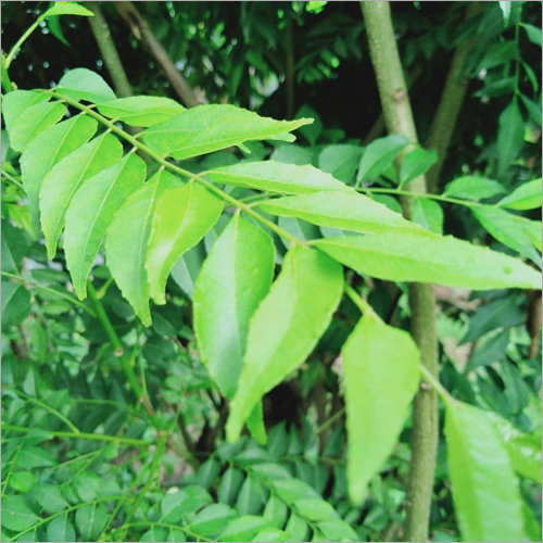 Fresh Curry Leaves