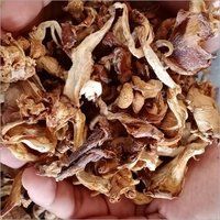 Dry Mushroom