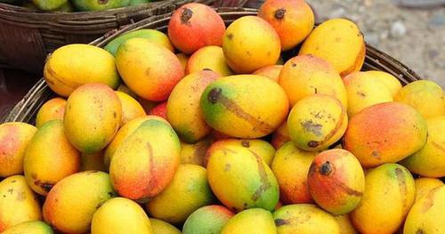 Alphonso Mango Alphonso Mango