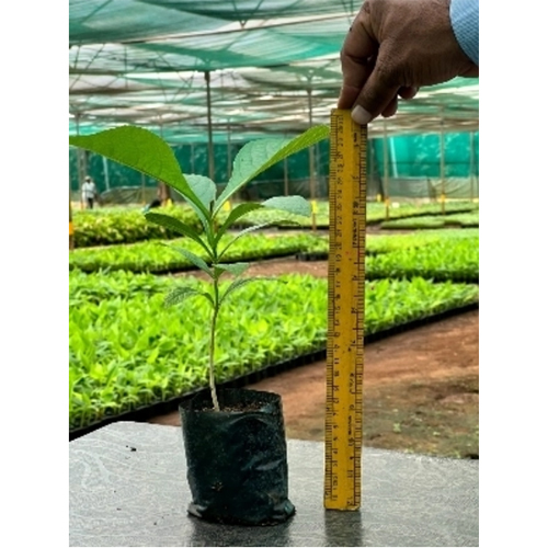 Teak Plant
