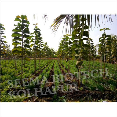 11 Months Teak Plant