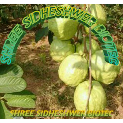 Allahabadi Saphead Guava Plant