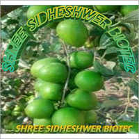 Apple Ber Plant - Green Fruit Variety, Aids Weight Loss & Strengthens Immunity | Health Benefits & Anti-cancer Properties