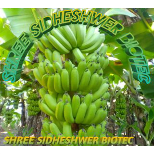 Desi Banana Plant