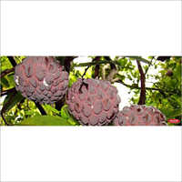 Red Custard Apple Plant - Green, Astringent Fruit With Medicinal Properties | Ideal For Sun Exposure, Supports Gastrointestinal Health