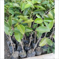Green Well Watered Thai White Jamun Plant