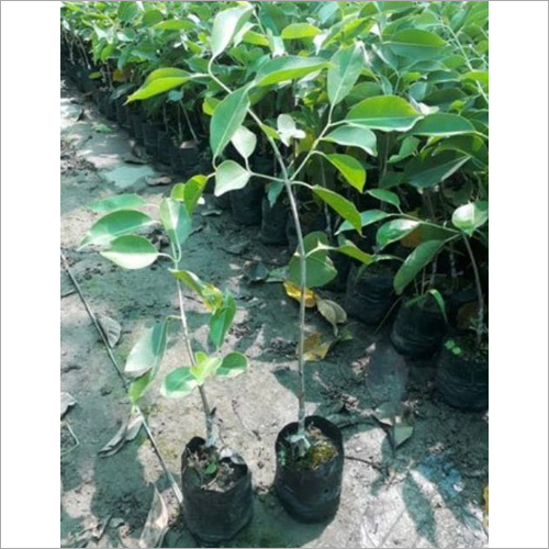 Well Watered Thai Black Jamun Plant