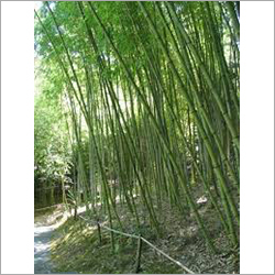 Bamboo Tree Plant