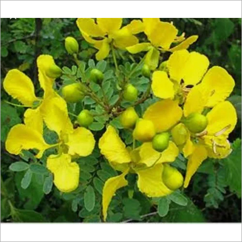 Cassia Leaf
