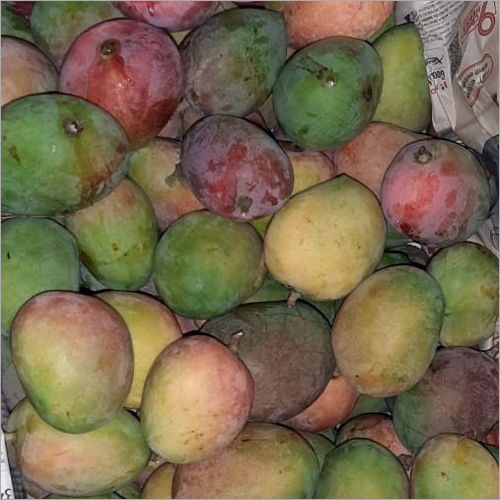 Fresh Mango - Organic Natural Size & Shape | Sweet Taste Fresh Variety from India