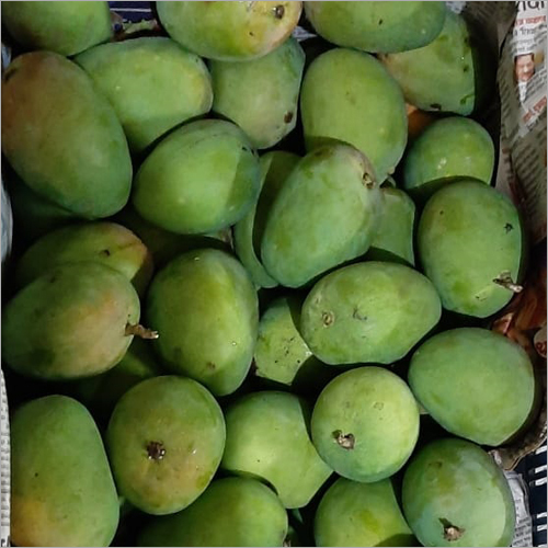 Green Raw Mango at Best Price in Navapur, Maharashtra | Golden Fruit ...