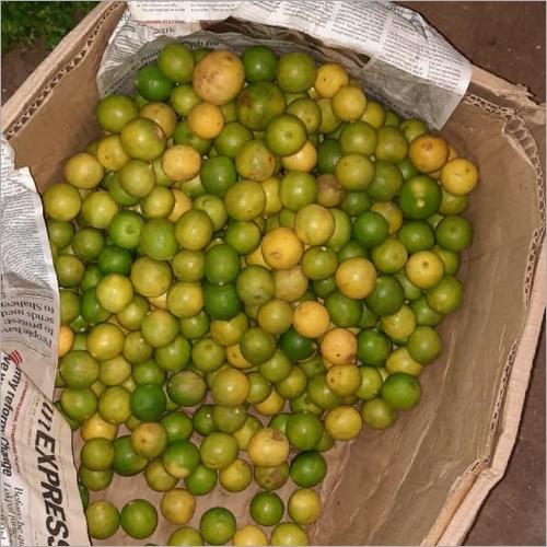 Fresh Lemon - Whole Natural Shape, Organic Cultivation, Vibrant Green and Yellow Colors