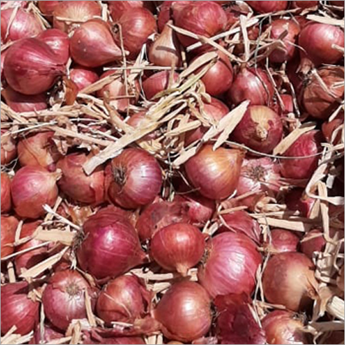Red Onion - Organic, Natural Taste | Fresh Style, Naturally Shaped