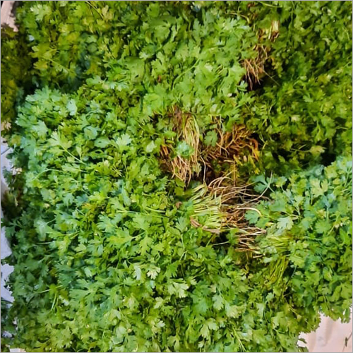Coriander Leaves - Organic, Natural Taste, Fresh Shape | Sustainably Grown, Ideal for Culinary Dishes and Garnishing