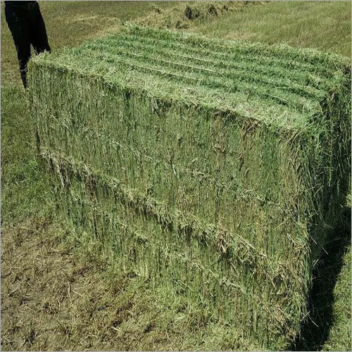Alfalfa Hay By GLOBAL TRADE. LTD
