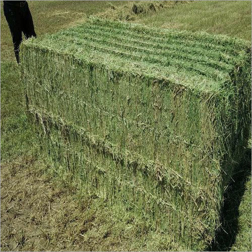 Alfalfa hay in Thailand, Alfalfa hay Manufacturers & Suppliers in Thailand