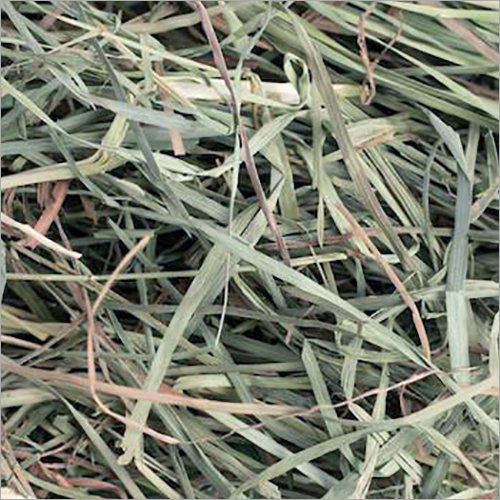 Orchard Grass